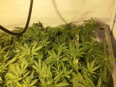 Scrog Early Skunk CRO+56 - PréFlo+8 - FLO+7 - 5