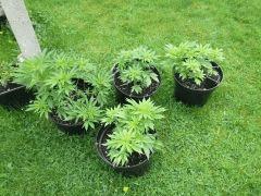 Les Early Skunk à C+53 en outdoor (et la bout'z)