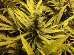 Scrog Early Skunk CRO+56 - PréFlo+8 - FLO+47