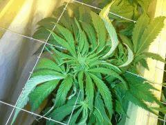 Scrog Early Skunk - F+1 - 4