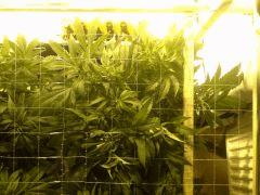 Scrog des Early Skunk C+41 - 5