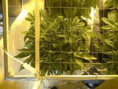 Scrog des Early Skunk C+41 - 2