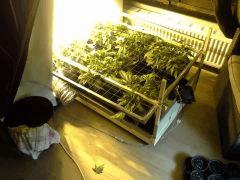 Plateau de scrog