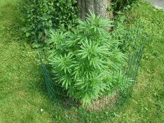 Session Outdoor Early Skunk - CRO+120