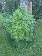 Early Skunk Outdoor 2013