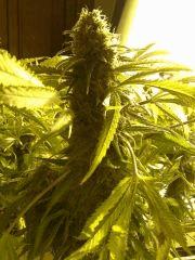 Scrog Early Skunk - CRO+56 - PréFlo+8 - FLO+67