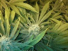 Scrog Early Skunk CRO+56- PréFlo +8 - FLO+38