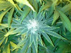 Scrog Early Skunk CRO+56- PréFlo +8 - FLO+38
