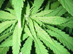 Early Skunk Outdoor 2013