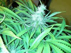Scrog Early Skunk CRO+56 - PréFlo+8 - FLO+52