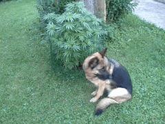 Session Outdoor - Early Skunk CRO+130