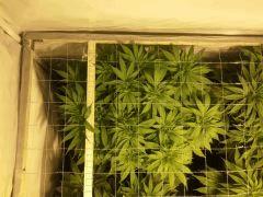 Scrog Early Skunk - Cro+56 Préflo-1 - 4