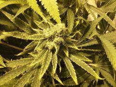 Scrog Early Skunk CRO+56 - PréFlo+8 - FLO+47