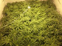 Scrog Early Skunk - CRO+56 - PréFlo+8 - FLO+12