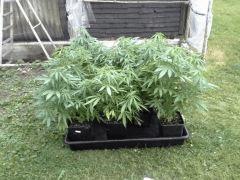 Session Outdoor - Early Skunk bout'z