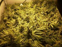 Scrog Early Skunk - CRO+56 - PréFlo+8 - FLO+73