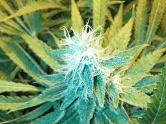 Scrog Early Skunk CRO+56 - PréFlo+8 - FLO+47