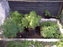 Session outdoor Early Skunk CRO+108