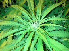 Scrog Early Skunk CRO+56 - PréFlo+8 - FLO+9