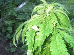 Session outdoor Early Skunk CRO+108