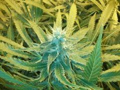 Scrog Early Skunk CRO+56- PréFlo +8 - FLO+38