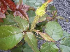 Rosier infesté de pucerons et autres bêbêtes