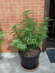 Session Outdoor Early Skunk - CRO+120