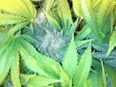 Scrog Early Skunk CRO+56 - PréFlo+8 - FLO+47