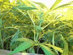 Scrog Early Skunk - CRO+56 - PréFlo+8 - FLO+12 - Quelques pompons