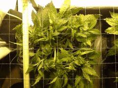 Early Skunk C+34 - 6