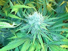 Scrog Early Skunk CRO+56 - PréFlo+8 - FLO+52