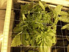 Early Skunk C+32 - 6