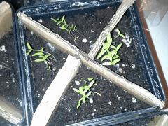 Potager et fleurs de jardin