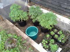 Session Outdoor Early Skunk CRO+82
