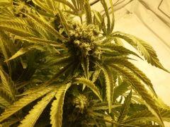 Scrog Indoor - CRO+56 - PréFlo+8 - FLO+77