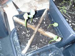 Potager et fleurs de jardin