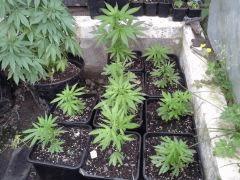Session Outdoor Early Skunk - les bout'z