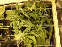 Early Skunk C+32 - 5