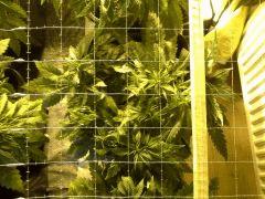 Early Skunk C+37 - 3