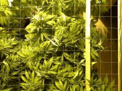 Scrog Early Skunk C+56/Préflo+3 - 3