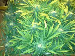 Scrog Early Skunk CRO+56 - PréFlo+8 - FLO+42