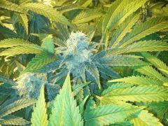 Scrog Early Skunk CRO+56 - PréFlo+8 - FLO+42