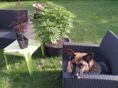 Session Outdoor Early Skunk CRO+91