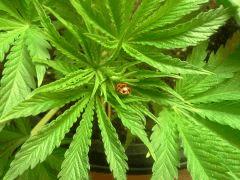 Ma nouvelle copine :-)