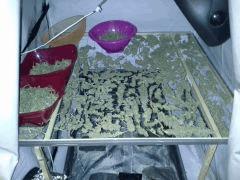 Scrog Indoor - CRO+56 - PréFlo+8 - FLO+81 - SECHAGE+5