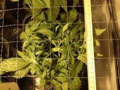 Early Skunk C+32 - 3