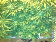 Scrog Early Skunk - CRO+56 - PréFlo+8 - FLO+16 - 1