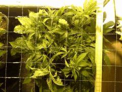 Early Skunk C+34 - 5