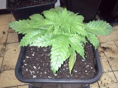 Early Skunk 11 litres - 1
