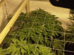 Le scrog Early Skunk - C+50 - 6
